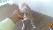 american bully puppy posted by orlando 15